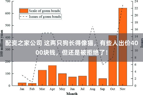 配资之家公司 这两只狗长得像猫，有些人出价4000块钱，但还是被拒绝了！